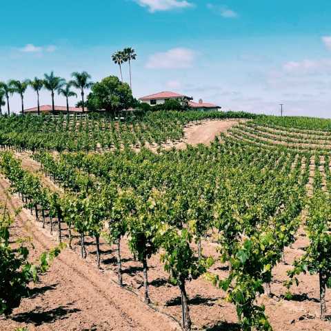 Lorenzi Estate Vineyards And Winery