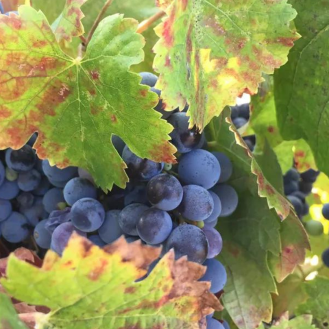 Lumiere Winery