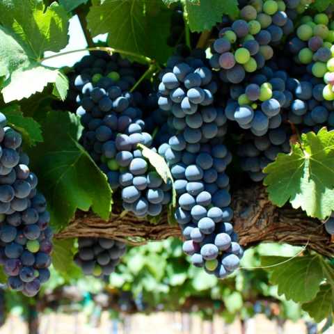 Chapin Family Vineyards