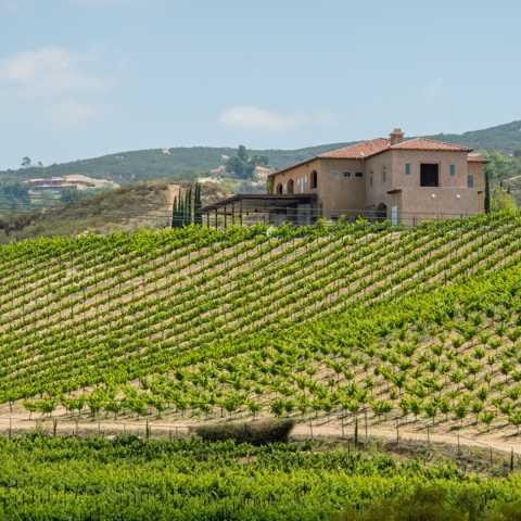 Gershon Bachus Vintners