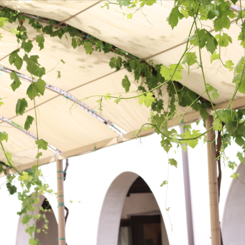 Hanging Vines - Bouquet Restaurant at Ponte Family Estate Winery