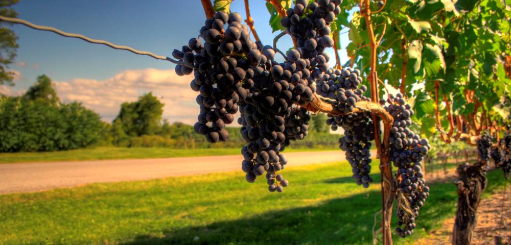 Wine grapes 