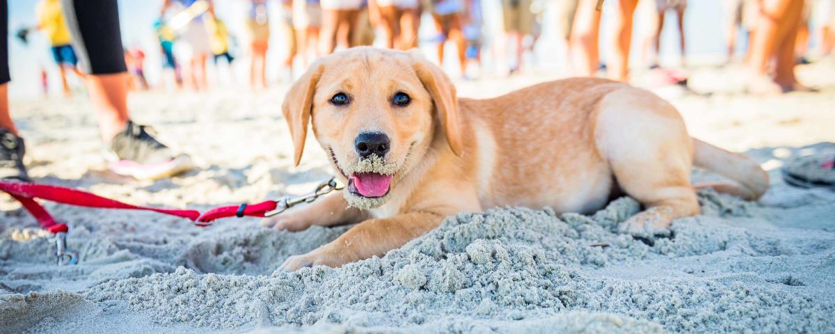 A puppy plays on the Georgia coast dog-friendly beaches in the Golden Isles