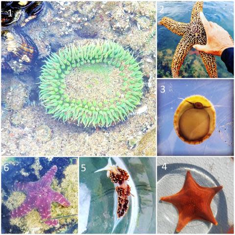 sea animals_1-6 web.jpg