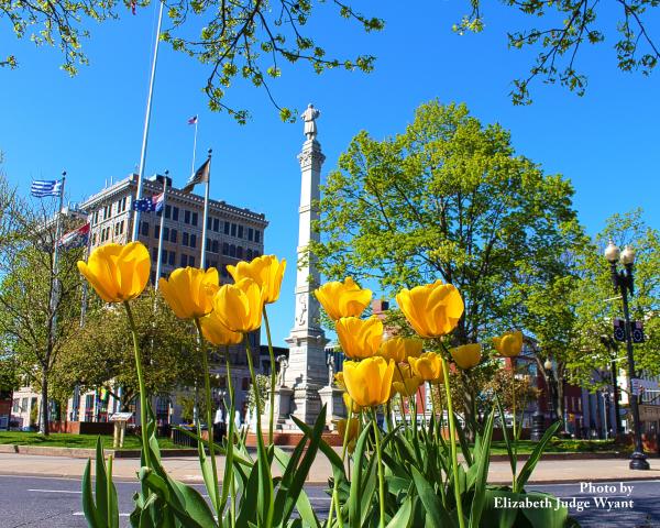 Daffodils bloom in Centre Square, Easton, PA