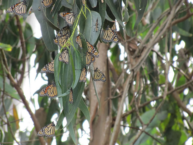 Monarchs