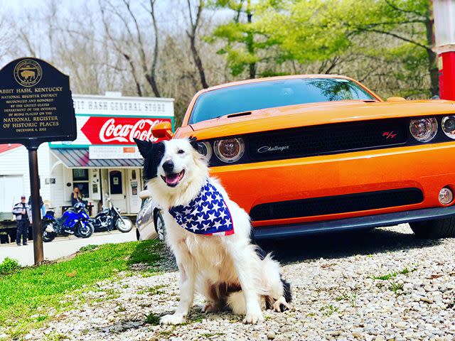 A black and white dog in front of an orange muscle car and the Rabbit Hash general store and Historic District sign