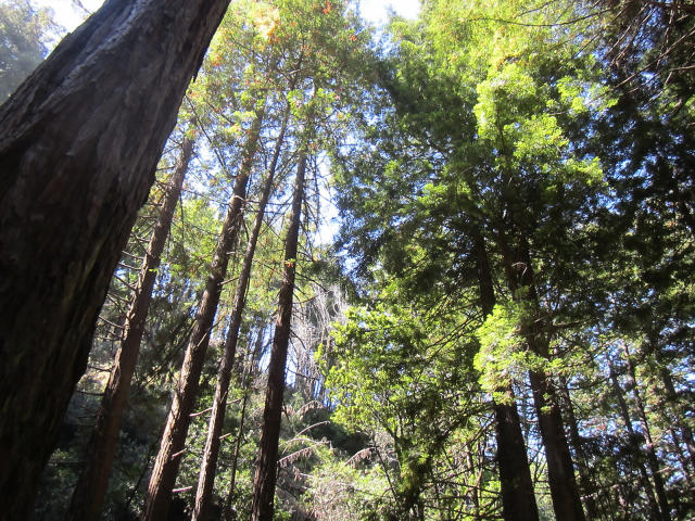 Limekiln redwoods Big Sur