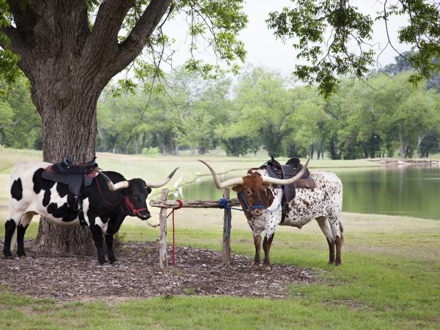 Longhorns