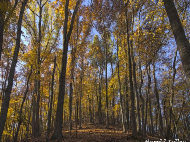Earth Day @ Vernon Douglas State Nature Preserve