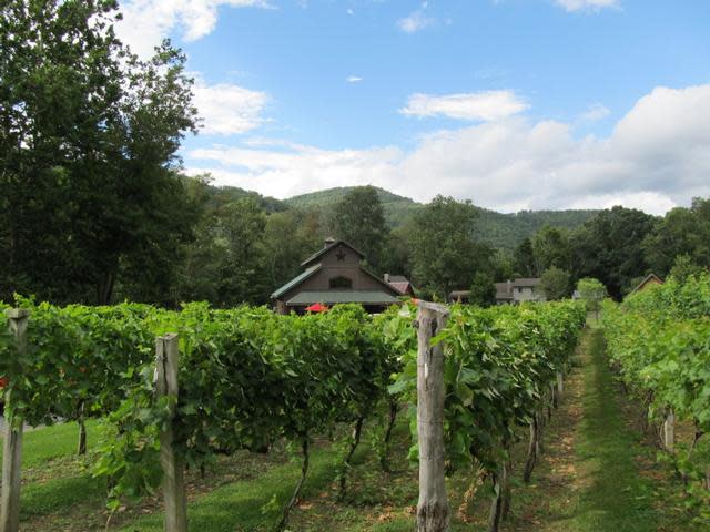 Grandfather vineyards