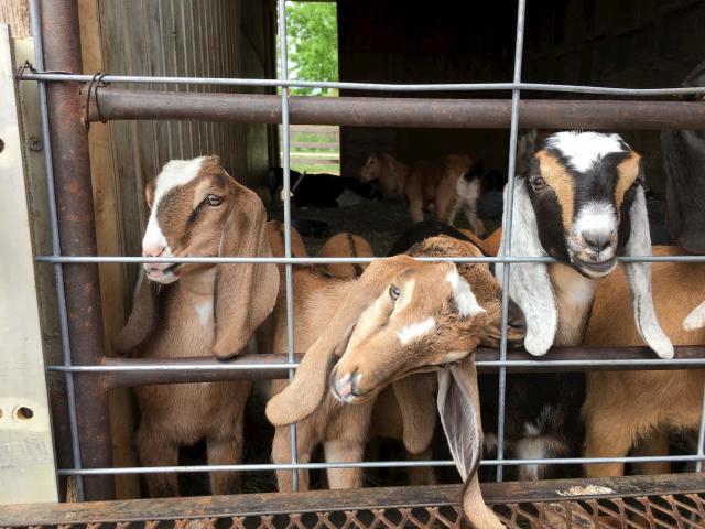 Elderslie Farm opens new creamery and houses goats in Wichita KS