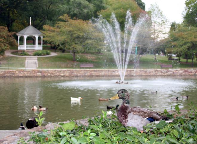 Lake Spring Park Ducks - Salem