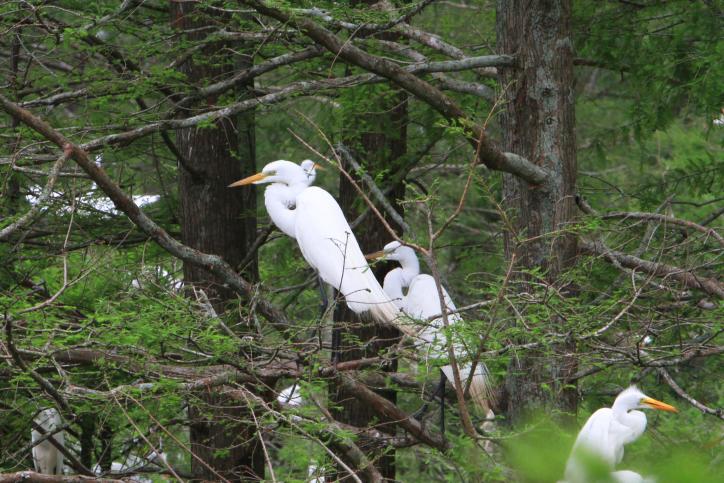 white egrets perched in trees
