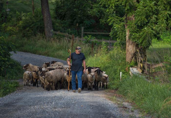 Douglas Graham Flock of Sheep