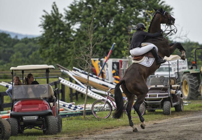 Horse -UHS