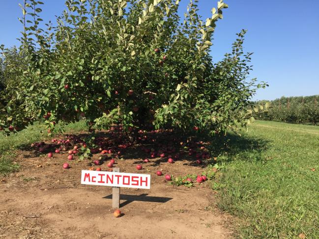 Curran's Orchard