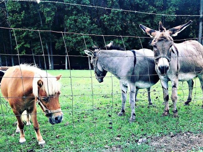 Farm Animals in Rural Orange County