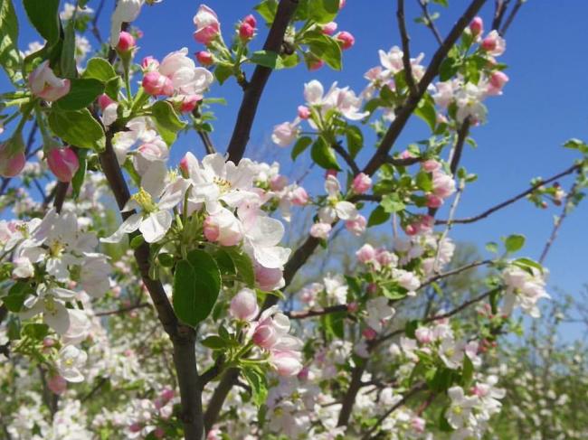 Copy of Apple Blossom 1