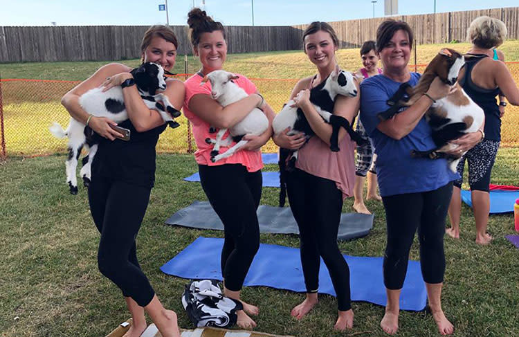 Take a Midwest Trip for Goat Yoga in Overland Park