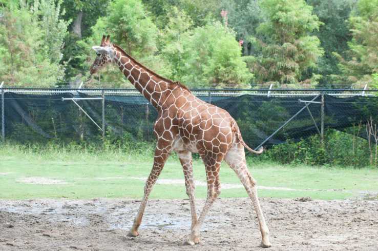 Audubon Nature Institute - Aquarium, Entergy Giant Screen Theater, Insectarium, & Zoo -1