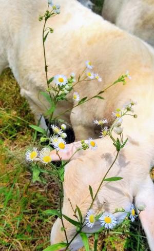 Lamb in field with daisies