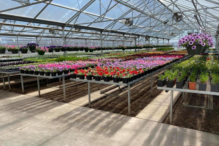 Fernau's Greenhouse