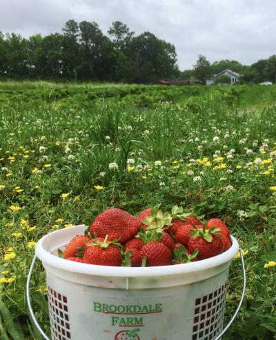 Bucket Of Strawberries At Brookdale Farms In Virginia Beach
