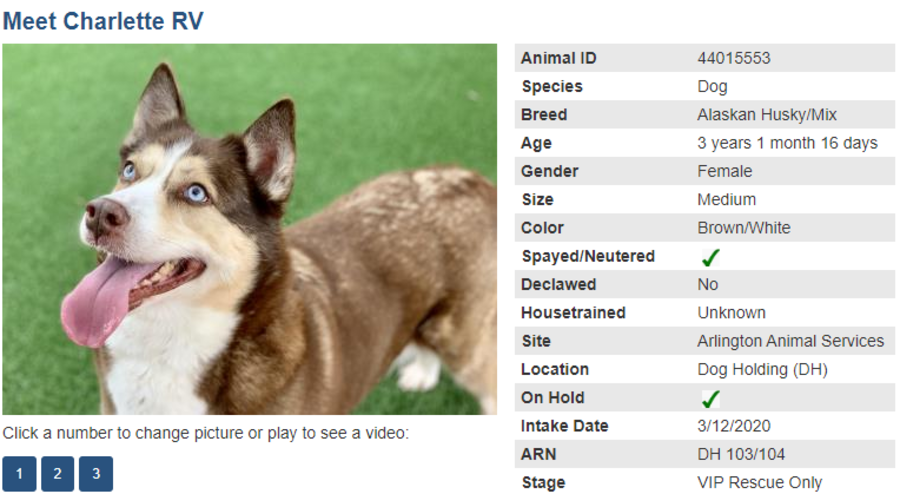 dog 1 adoption blog
