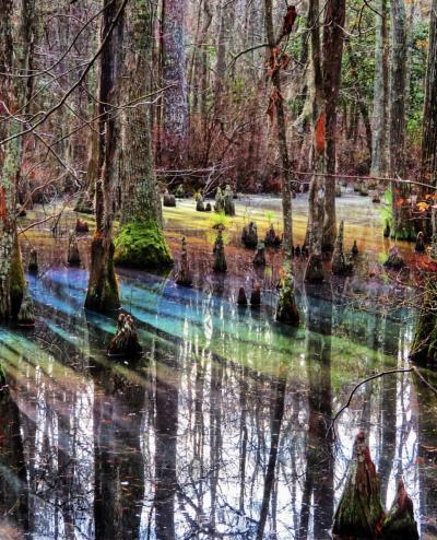 Cypress Swamps on the Bald Cypress Trail in Virginia Beach