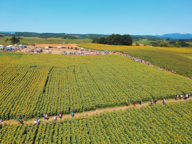 Beaver Dam Farm Sunflower Festival - Buchanan, Virginia