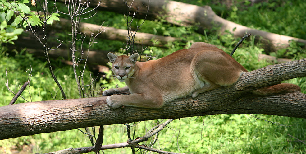 Puma At Wildlife Prairie Park In Peoria, IL