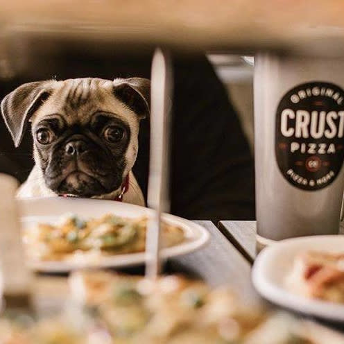 Pug dining at Crust Pizza
