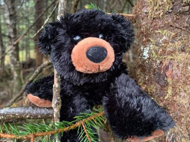 Bear
