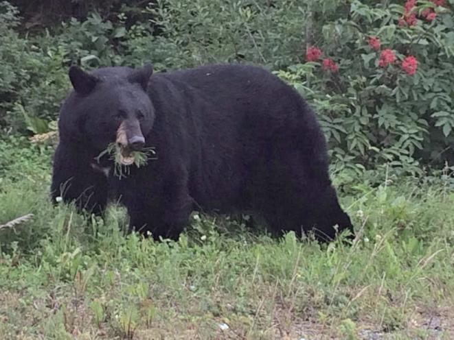 Bear
