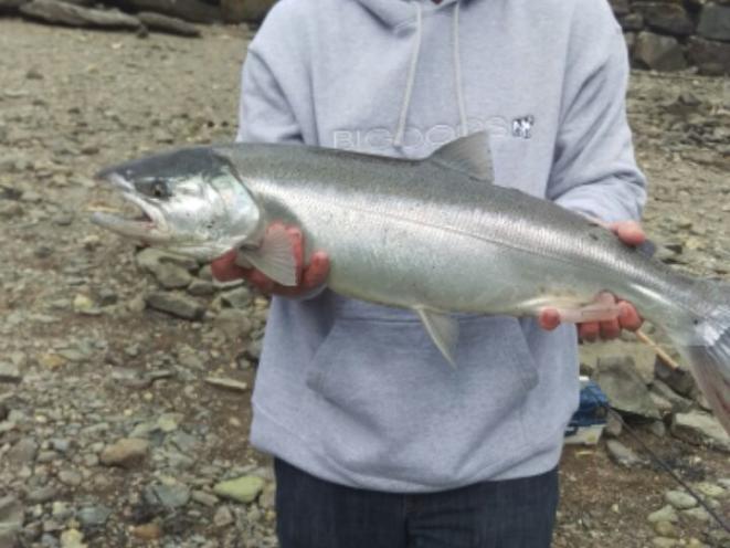 Chum Fun Silver 2