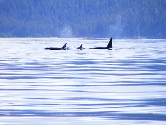 whales