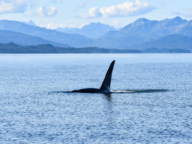 huge orca dorsal fin with mountains