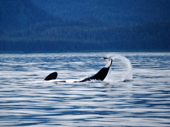 killer whale playing
