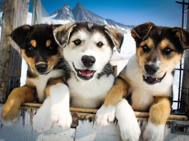 Sled Dog Puppies