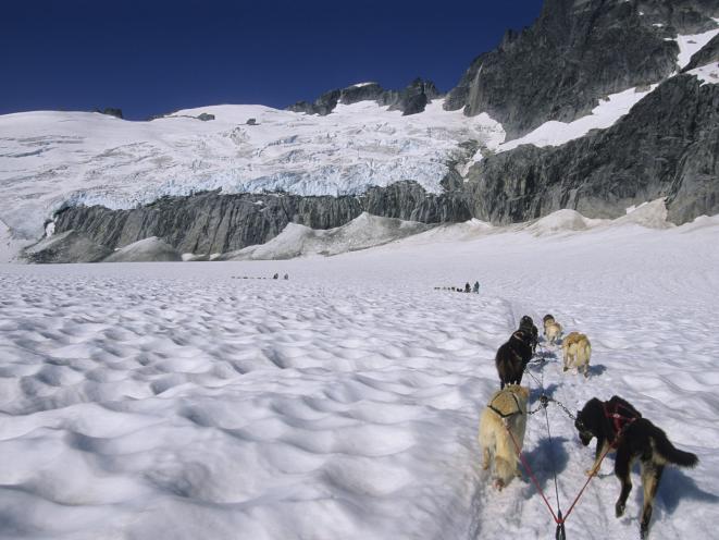 Dog Sledding on the Mendenhall Glacier