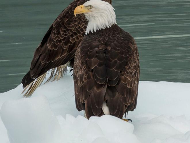 Eagles