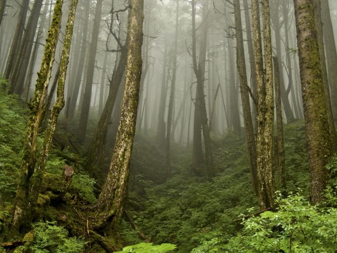 Forest and Fod