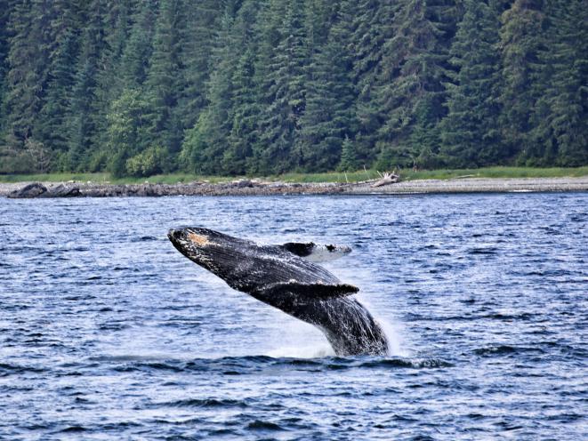 Calf Breaching