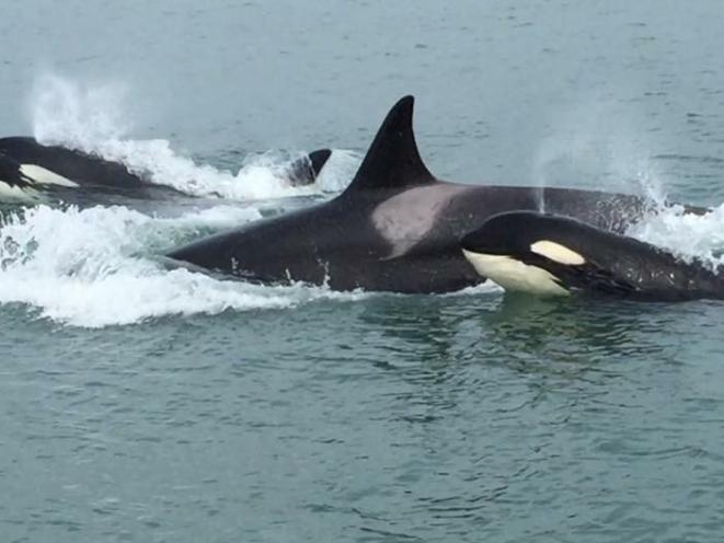 Orca