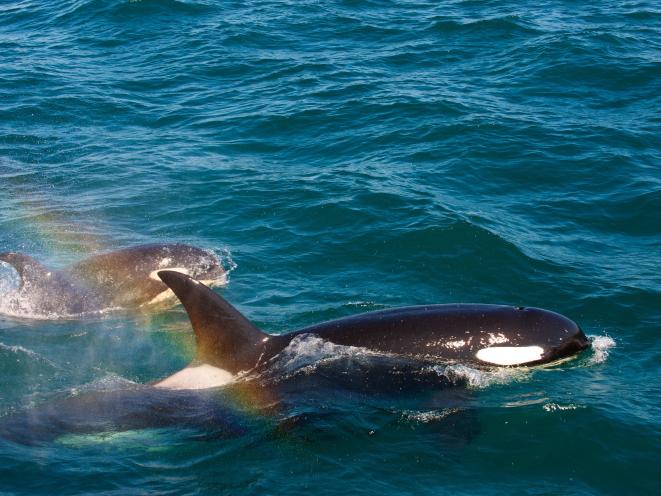 Killer Whale
