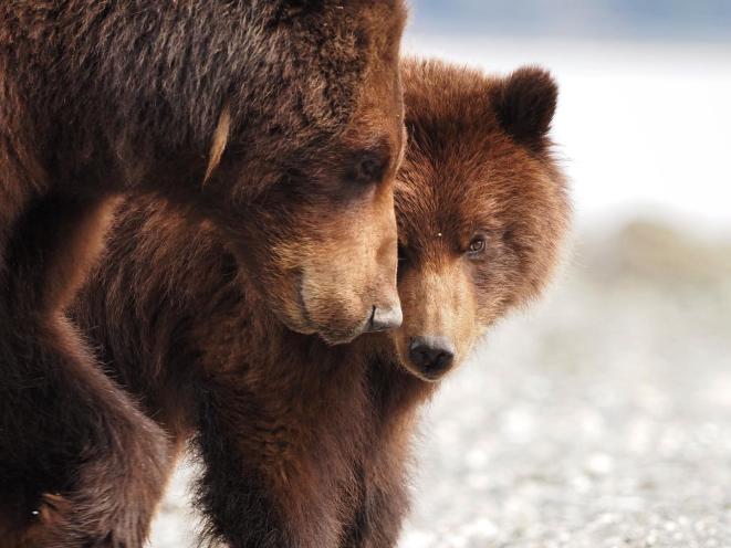 Bear