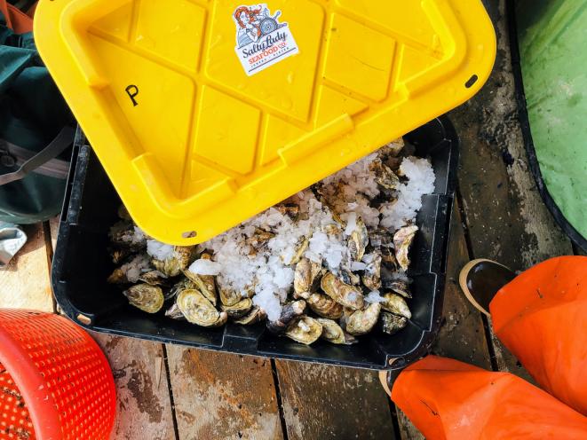 Oysters in a bin