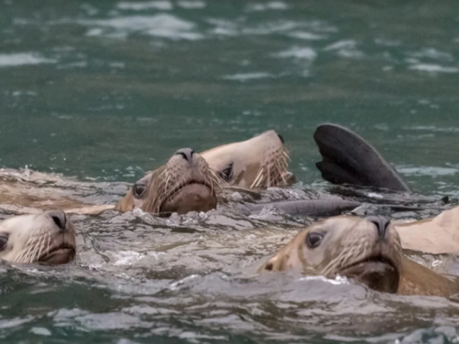 Sea Lions