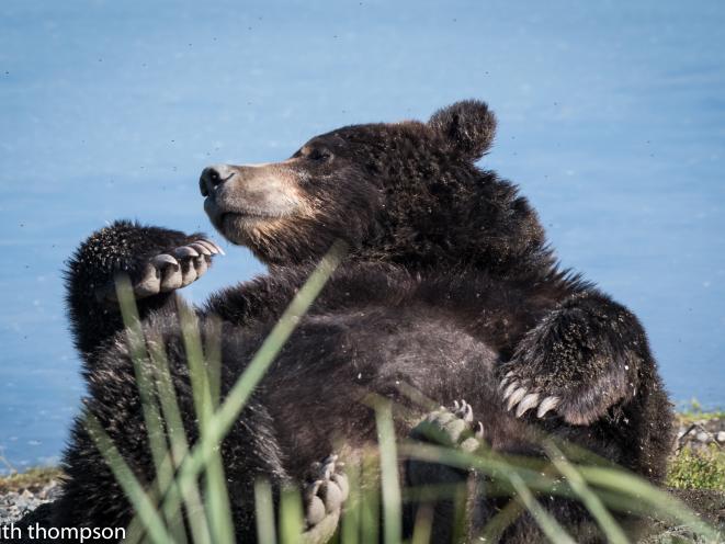 Lounging bear